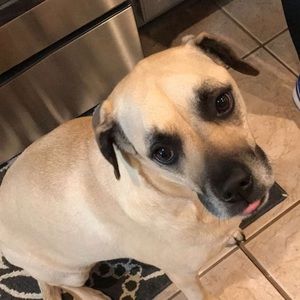 Meet your Posher, Paige