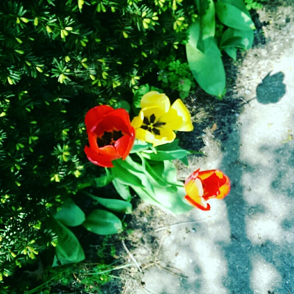 Meet your Posher, Quincy