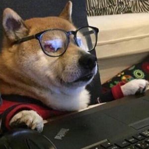 Meet your Posher, Daisy