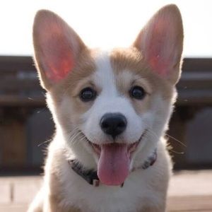 Meet your Posher, Autumn