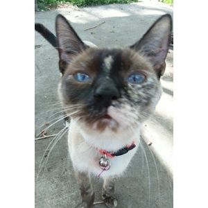 Meet your Posher, Sydney