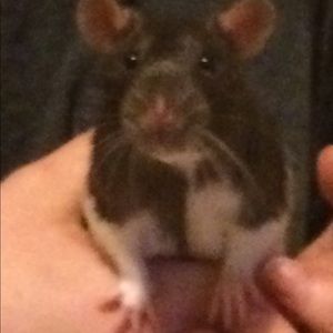 Meet your Posher, Denise