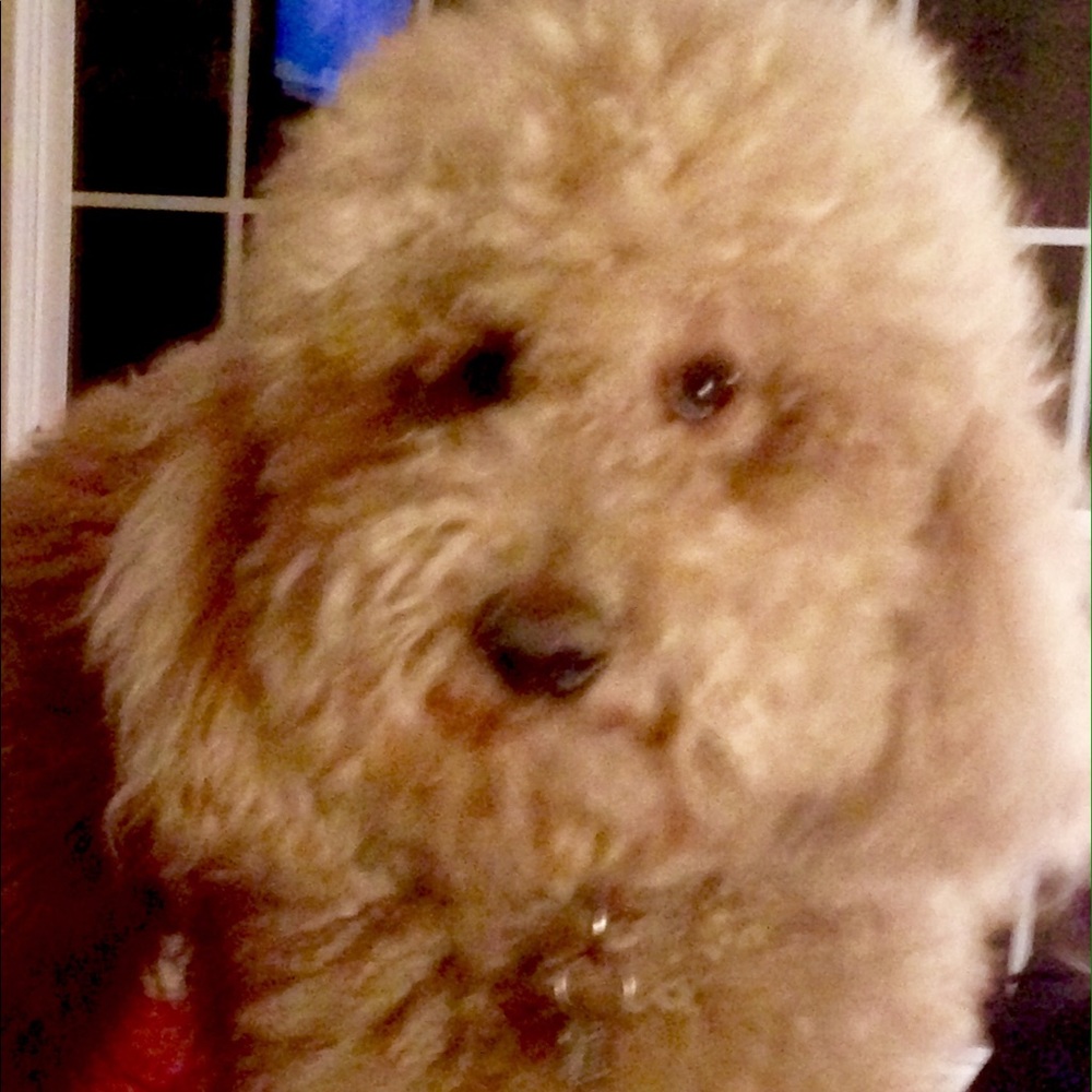 Meet your Posher, Margo