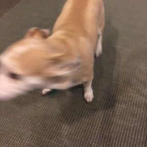 Meet your Posher, Terri