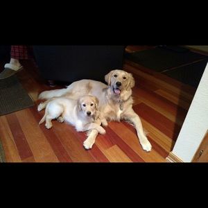 Meet your Posher, Sydney