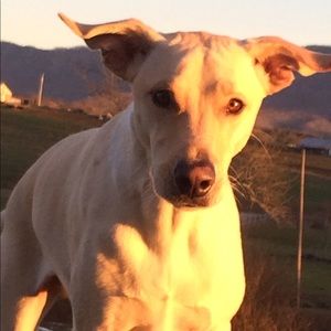 Meet your Posher, Brandy