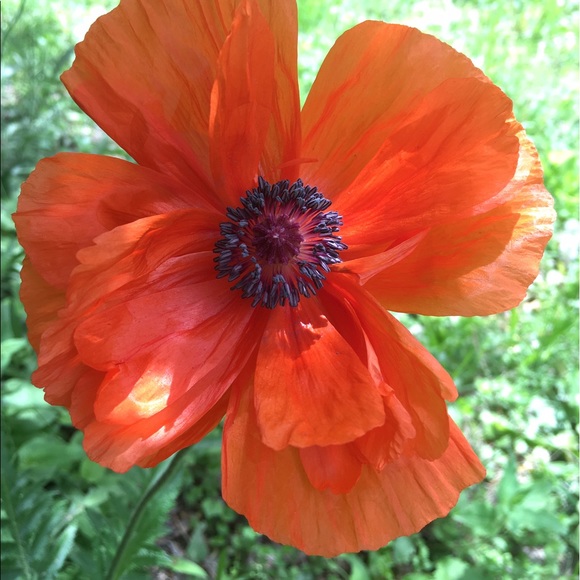 Meet your Posher, Olesya - Picture 2 of 2