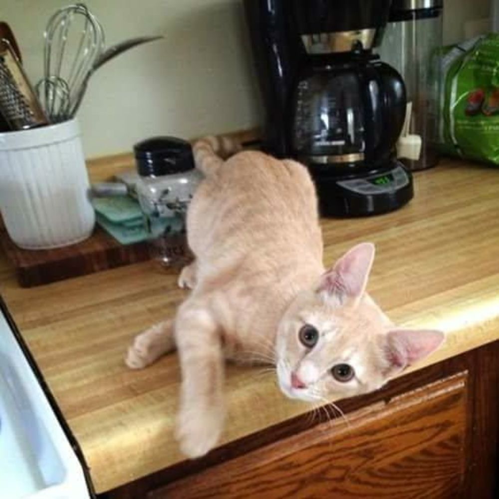 Meet your Posher, Amberlee