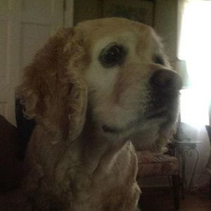 Meet your Posher, Patty