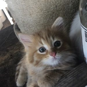 Meet your Posher, Caroline