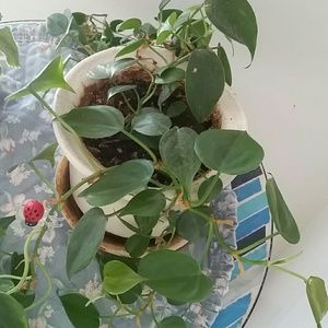 Meet your Posher, Jane