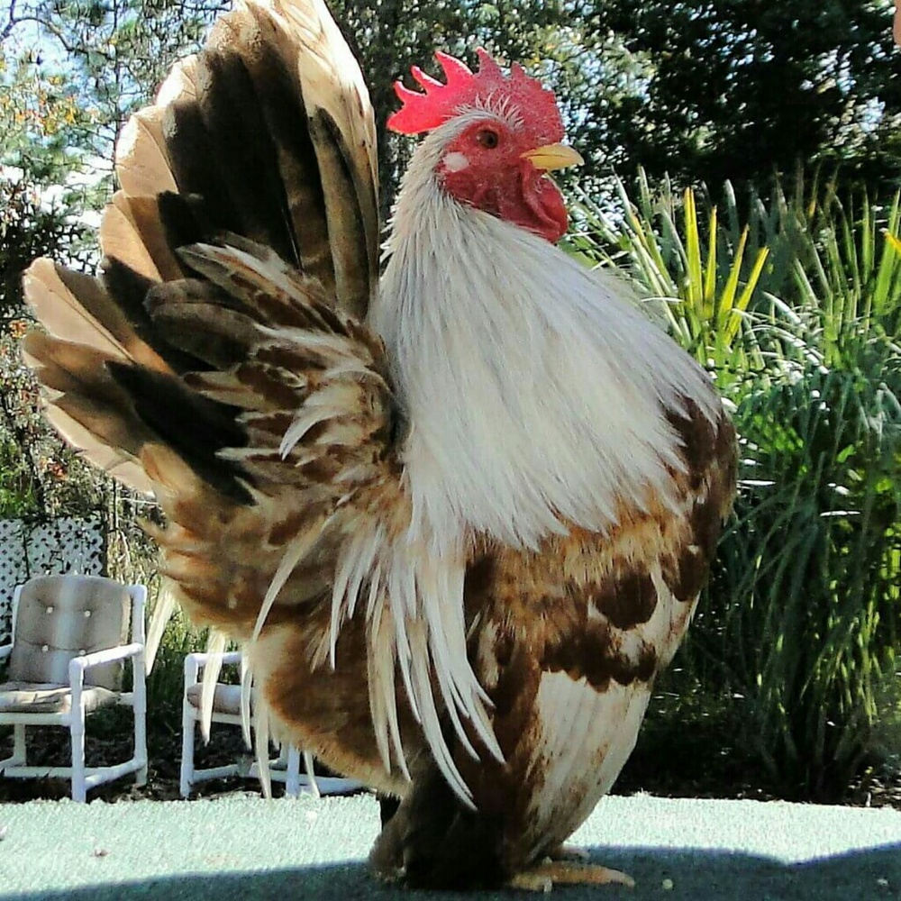 Meet your Posher, Terry