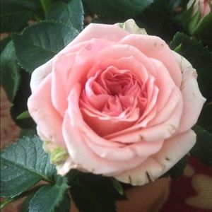 Meet your Posher, Ghie