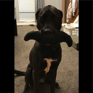 Meet your Posher, Bella