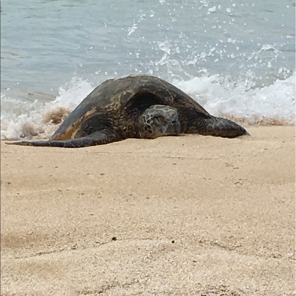 Meet your Posher, Beatrice