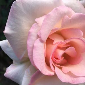 Meet your Posher, Sophie