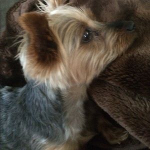 Meet your Posher, Marley