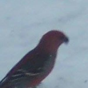 Meet your Posher, Cynthia