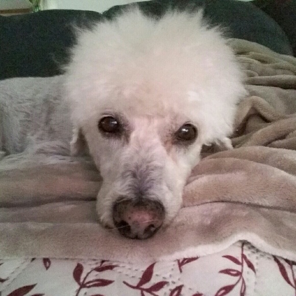 Meet your Posher, Molly - Picture 2 of 2