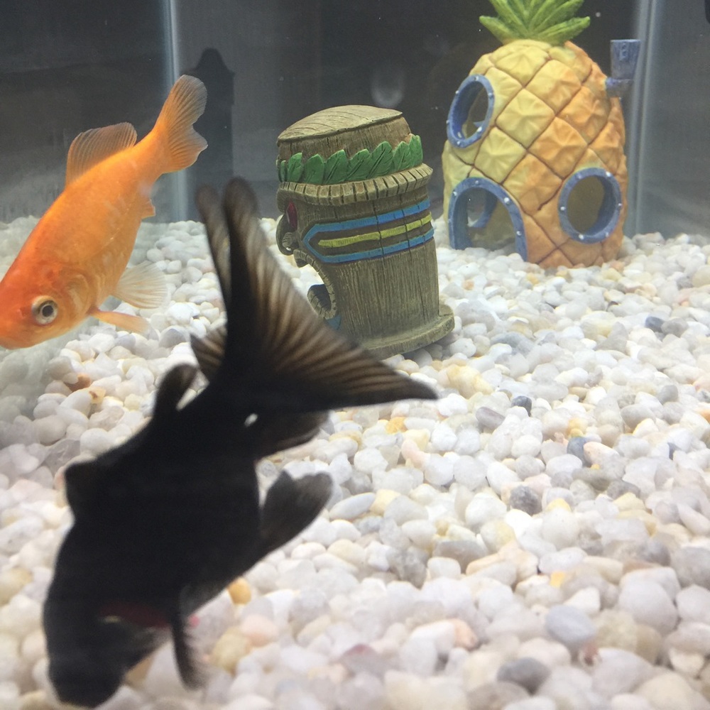 Meet your Posher, Alison