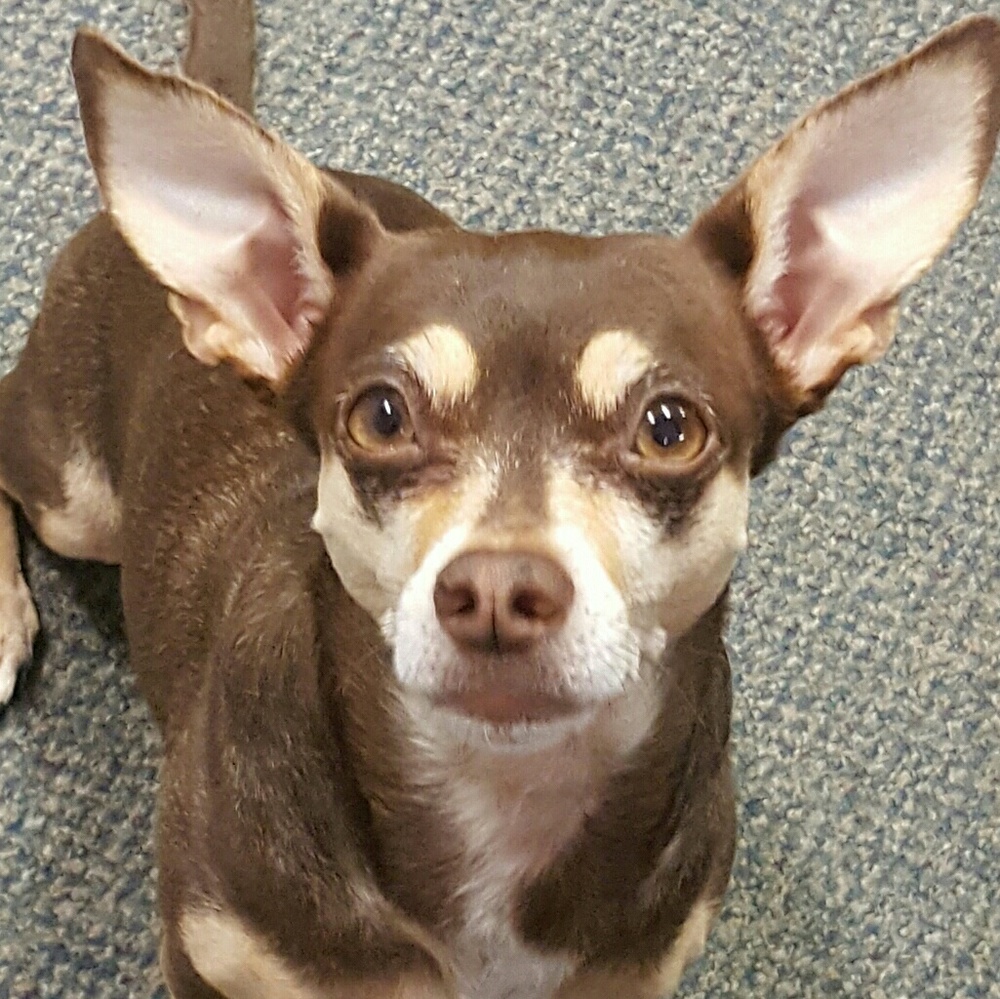 Meet your Posher, Rose