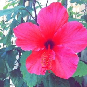 Meet your Posher, Mia