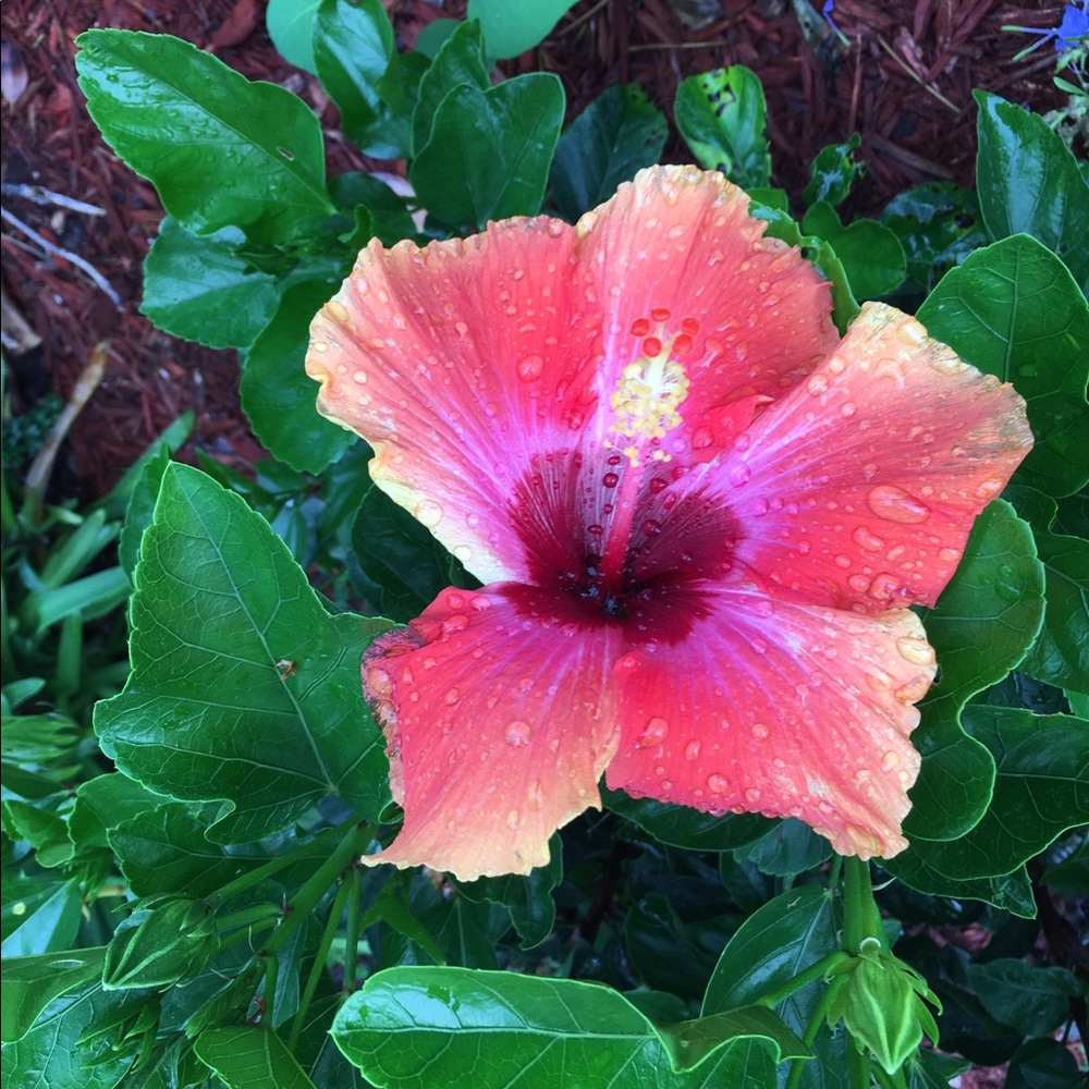 Meet your Posher, Felucia