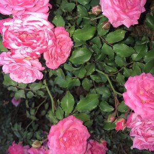 Meet your Posher, Cara