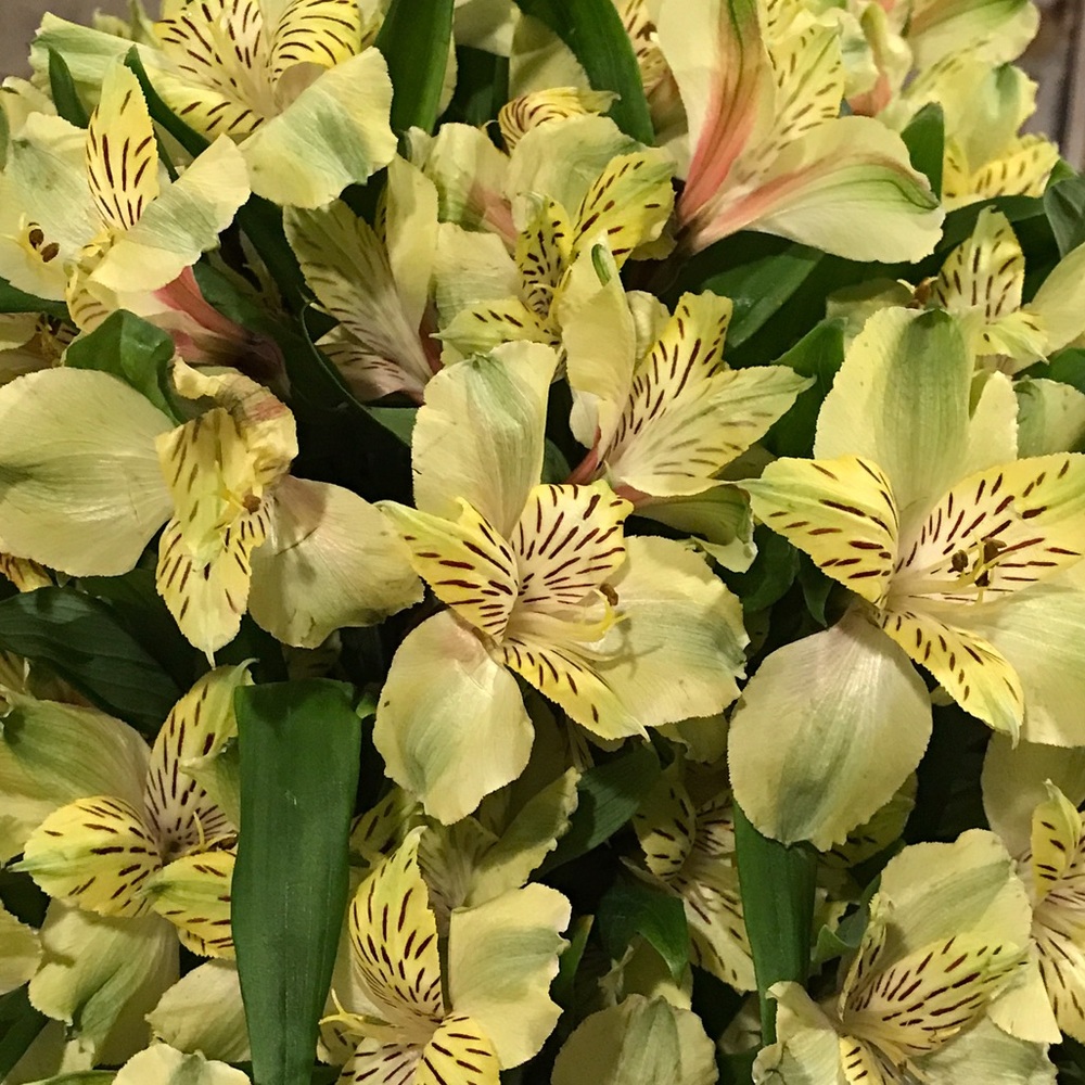 Meet your Posher, Hale