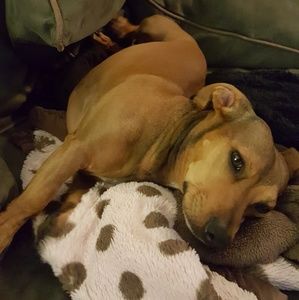 Meet your Posher, Gerard