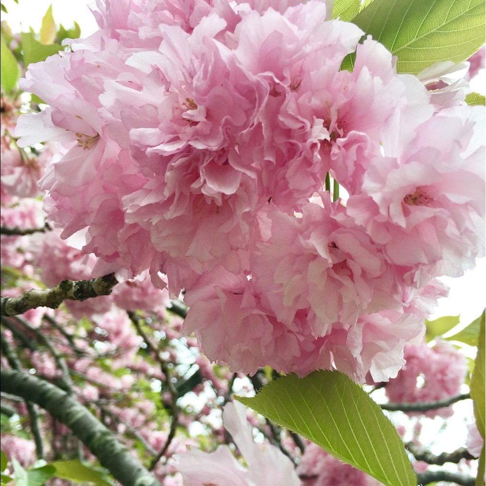 Meet your Posher, Angeliki