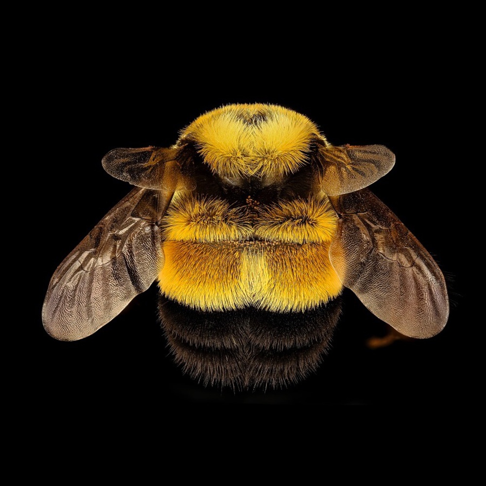 Bombus affinis - Rusty Patched Bumblebee