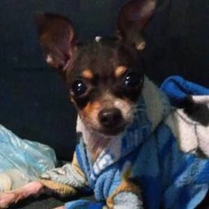 Meet your Posher, Brandon