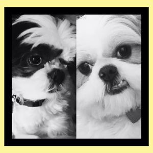 Meet your Posher, Sandy