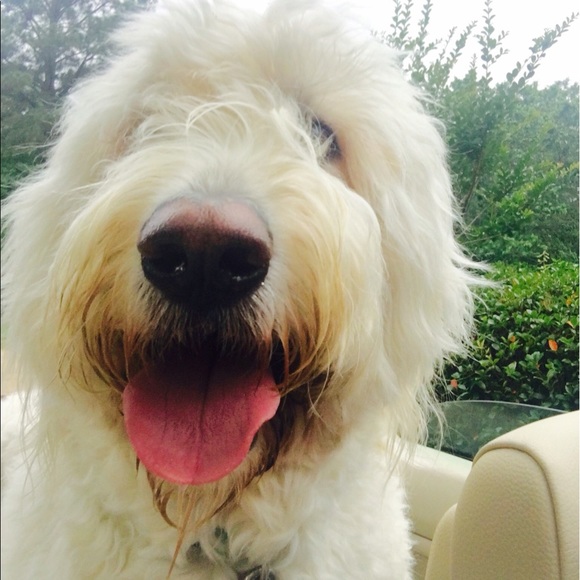 ✨🌟✨I’m now a Posh Ambassador!! ✨🌟✨ - Picture 6 of 8