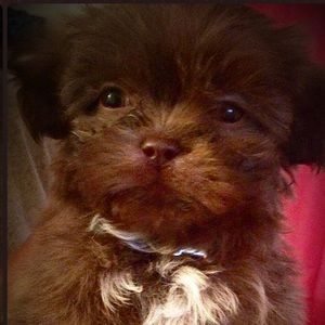 Meet your Posher, Star