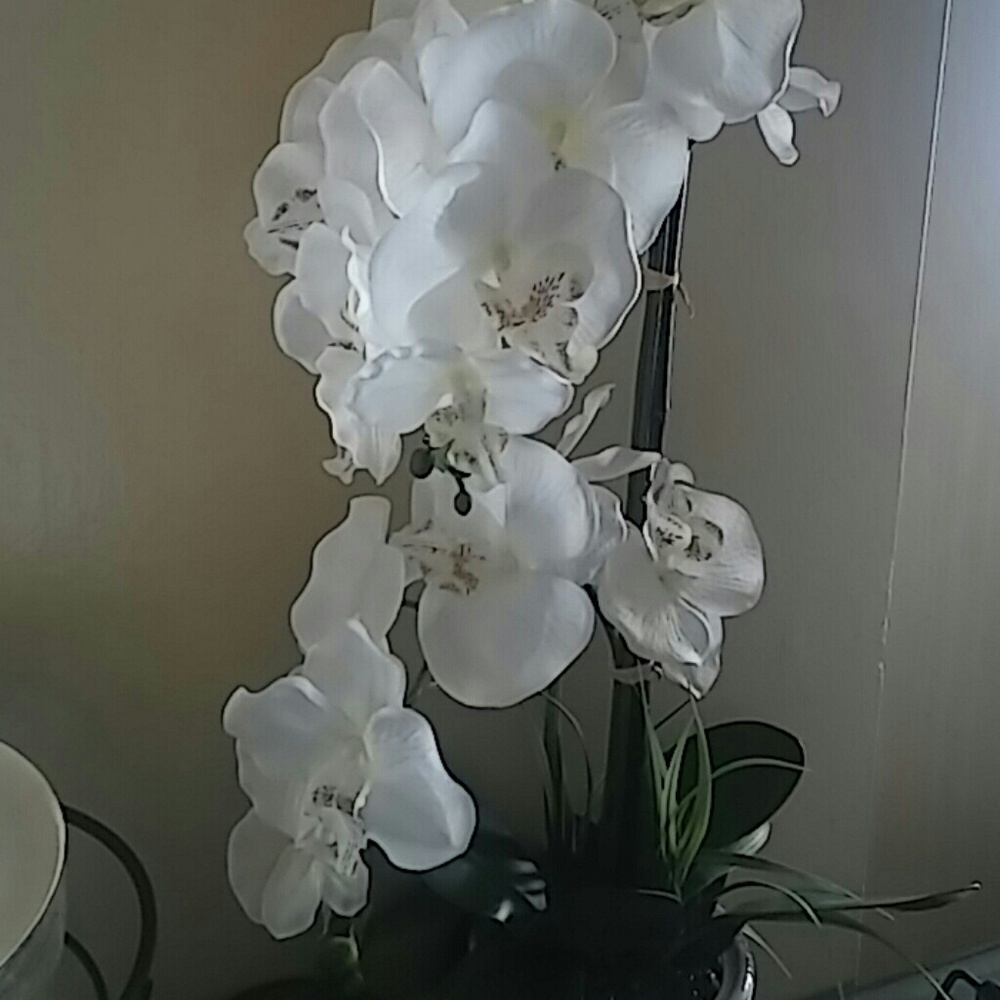 Meet your Posher, Dee