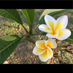 Meet your Posher, Silvia