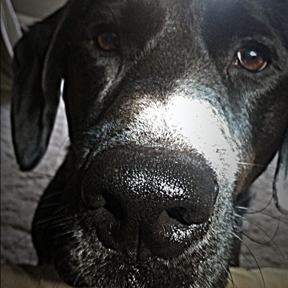 Meet your Posher, Chelsea