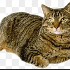 Meet your Posher, Rhonda