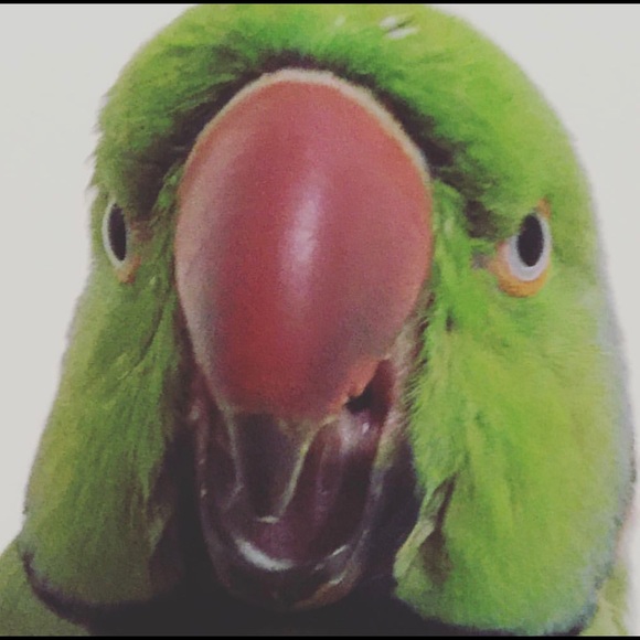 Meet your Posher, Nandini - Picture 1 of 1