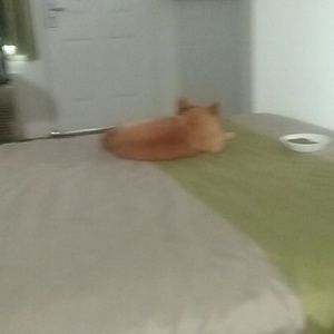 Meet your Posher, Shelia