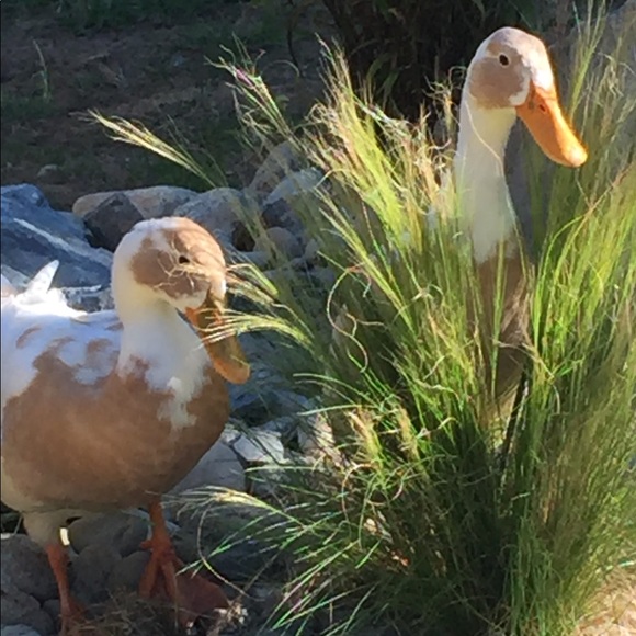 Meet your Posher, Rachel - Picture 2 of 2