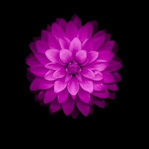 Meet your Posher, Joyce