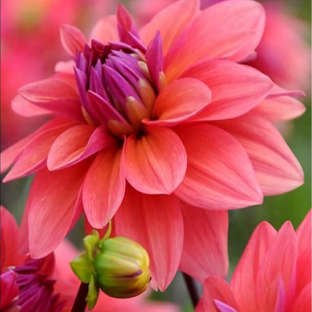 Meet your Posher, Jennifer