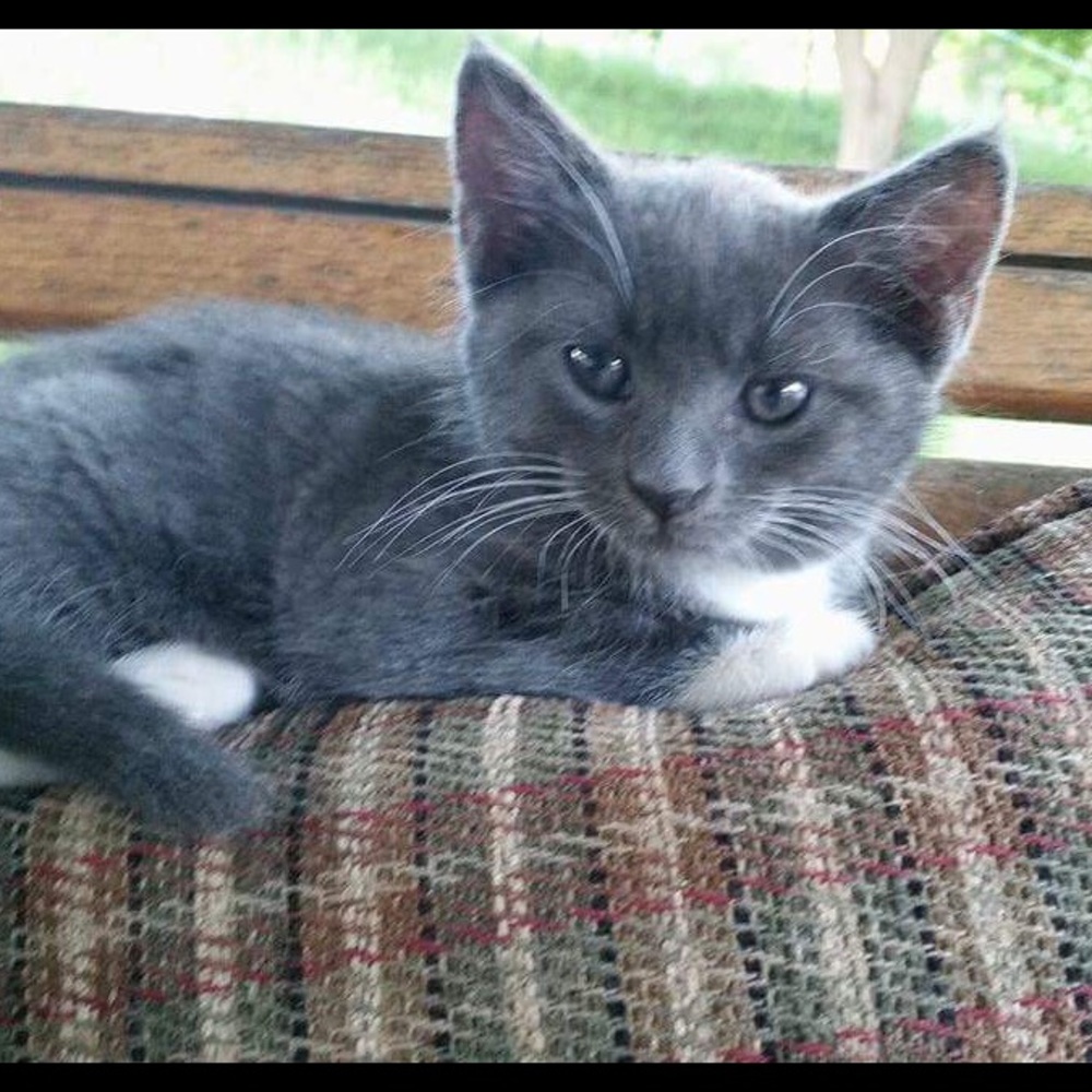 Kittens