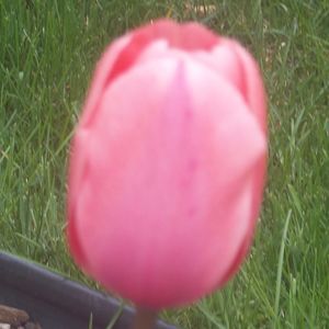 Meet your Posher, Alex