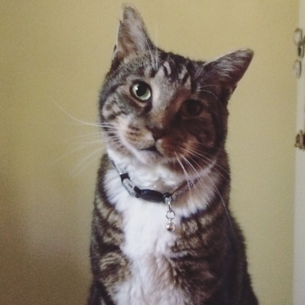 Meet your Posher, Stephanie