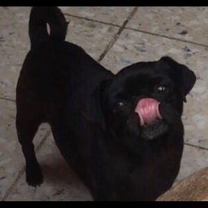 Meet your Posher, Oscar