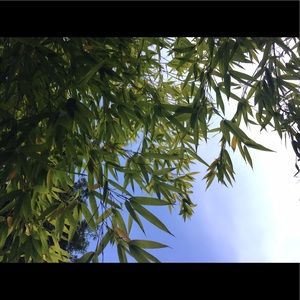 Meet your Posher, Maya